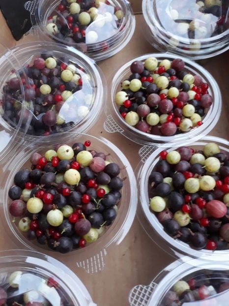  - AGRIS NEGRU ROSU GALBEN