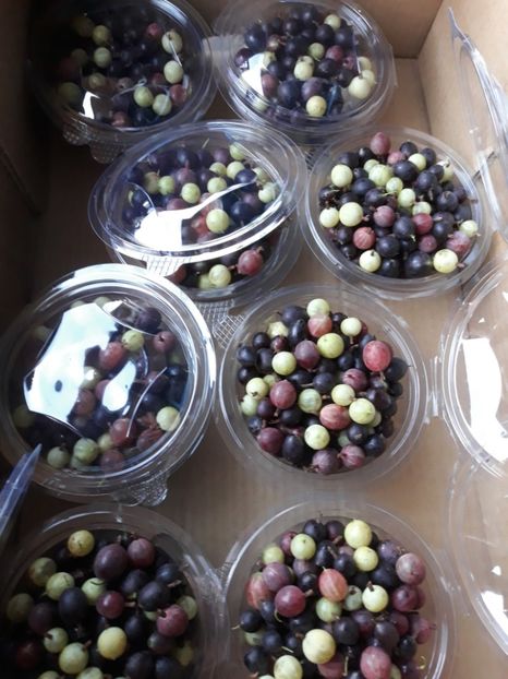  - AGRIS NEGRU ROSU GALBEN