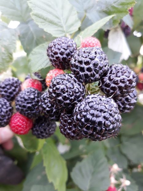  - ZMEURA NEAGRA-BLACK JEWEL