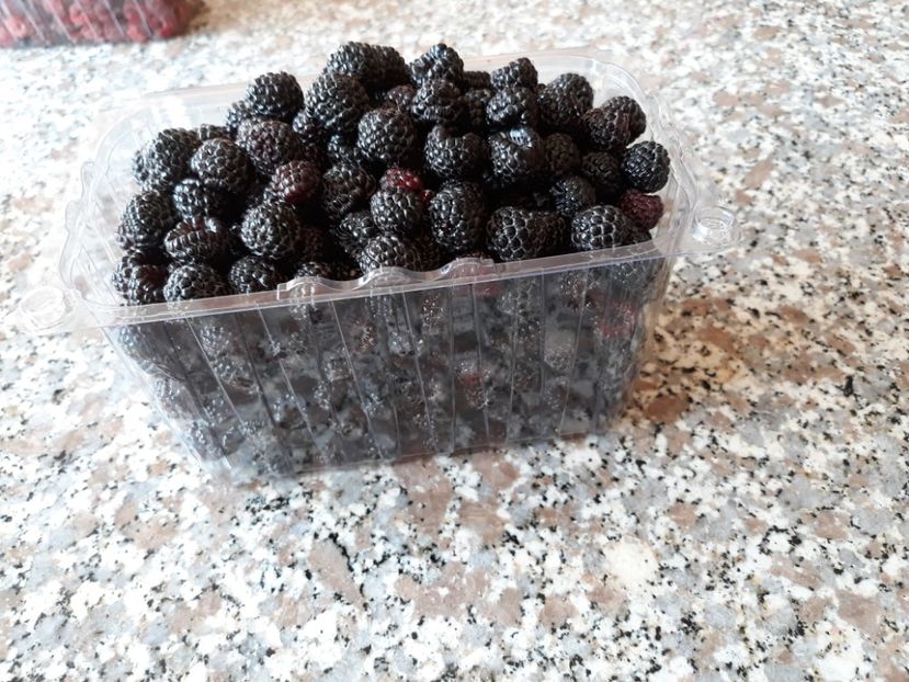  - ZMEURA NEAGRA-BLACK JEWEL