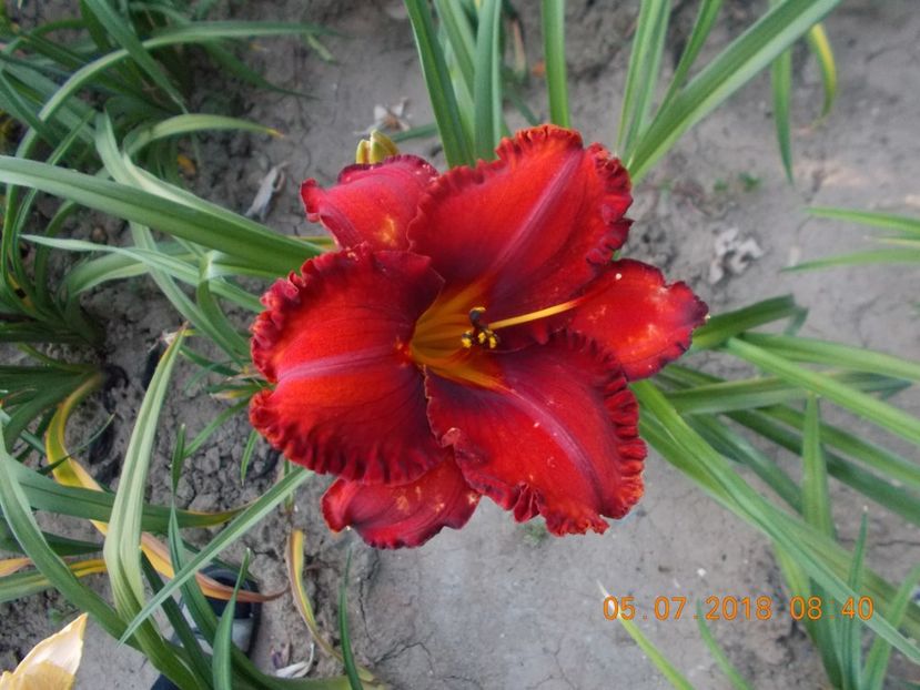 apache war dance- - Hemerocallis 2018