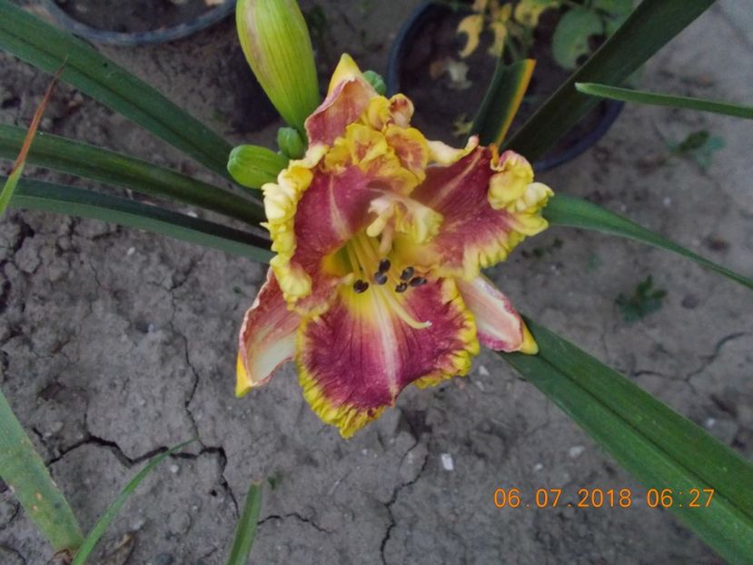 diva's choise-10,1 - Hemerocallis 2018