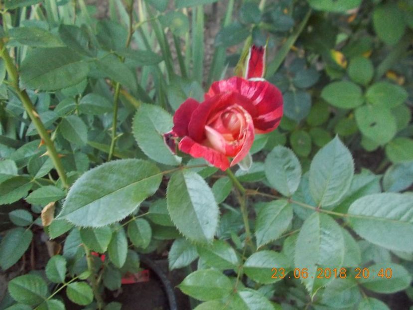 poseidon - TRANDAFIRI 2018