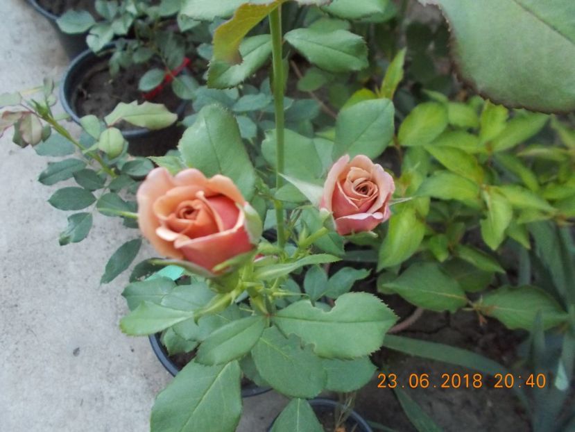 koko loko - TRANDAFIRI 2018