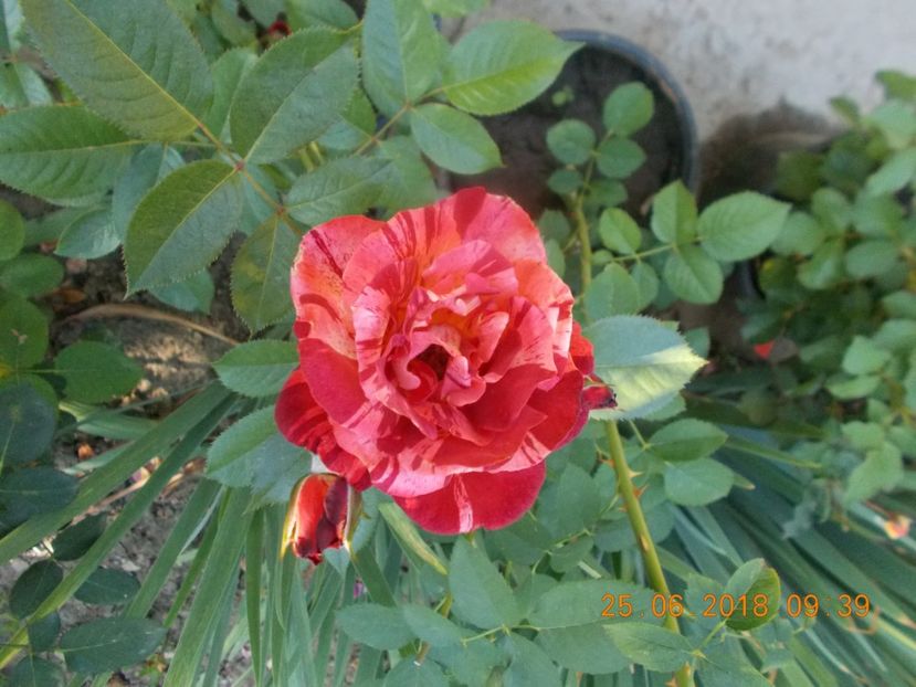 poseidon - TRANDAFIRI 2018