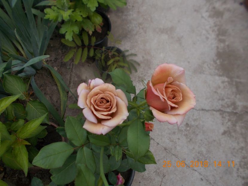 koko loko - TRANDAFIRI 2018