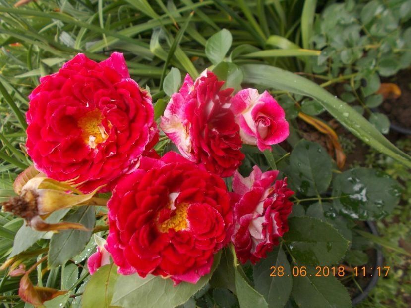  - TRANDAFIRI 2018