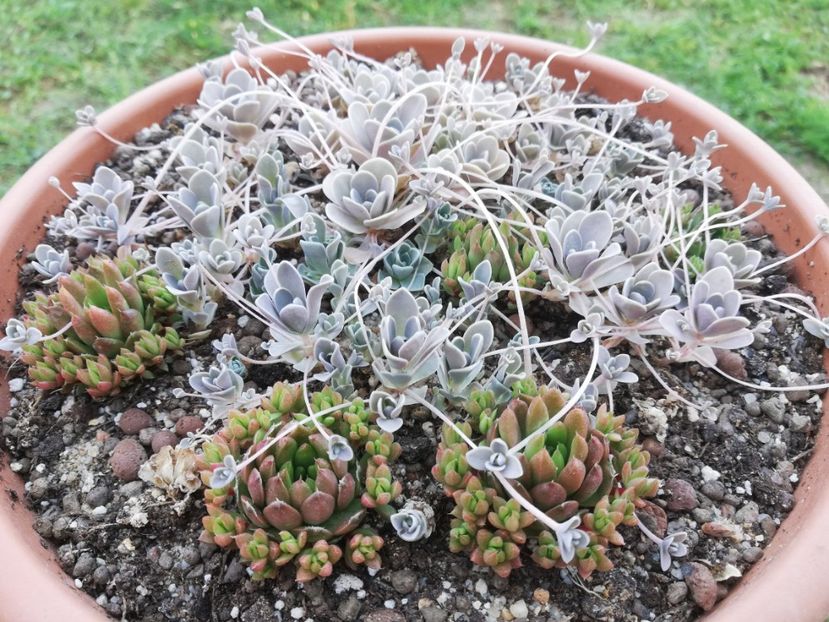 iwarenge și erubescens - Orostachys