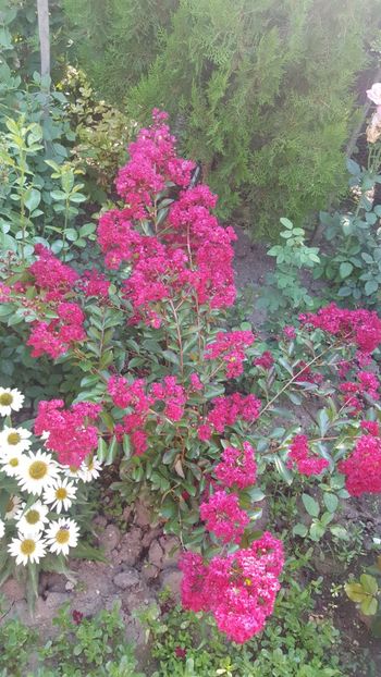  - Lagerstroemia indica 2018