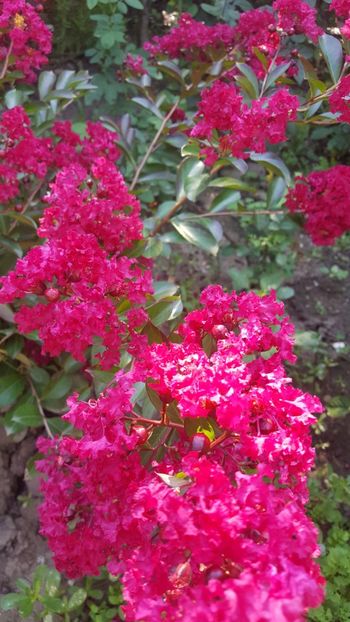  - Lagerstroemia indica 2018