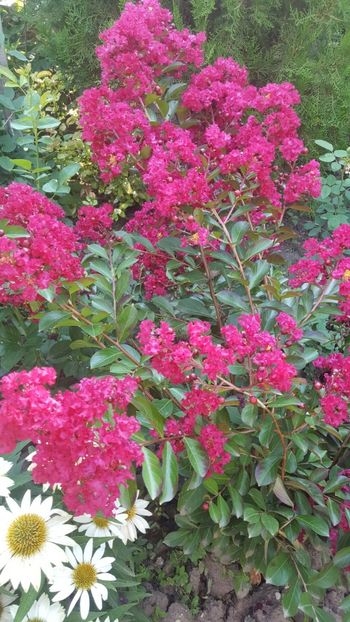  - Lagerstroemia indica 2018