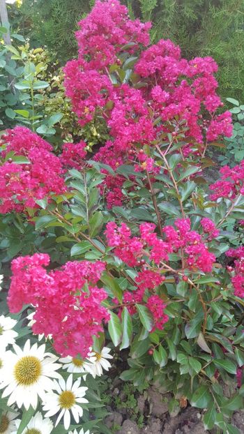  - Lagerstroemia indica 2018