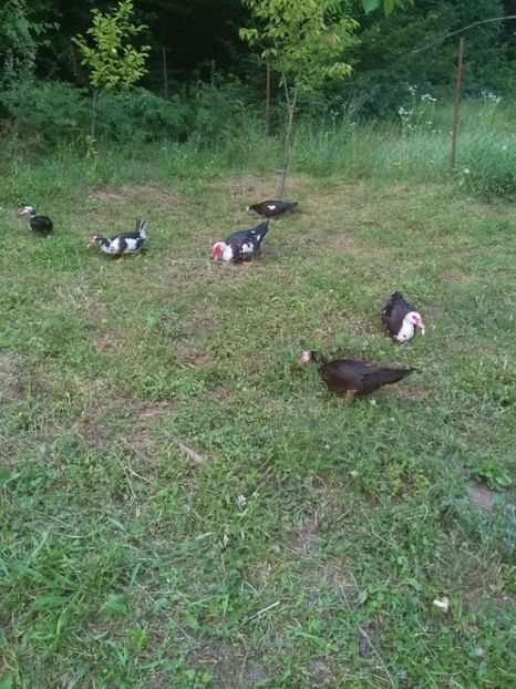  - ratele mele lesesti 2