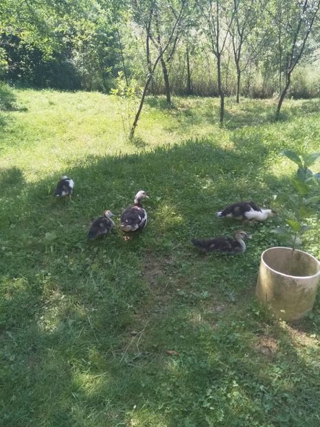  - ratele mele lesesti 2