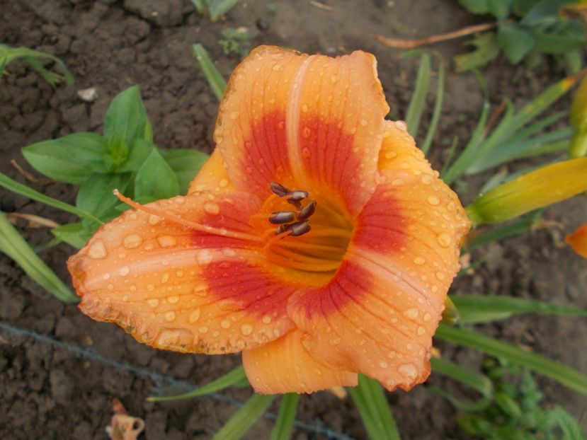 REAL WIND - Hemerocallis 2018