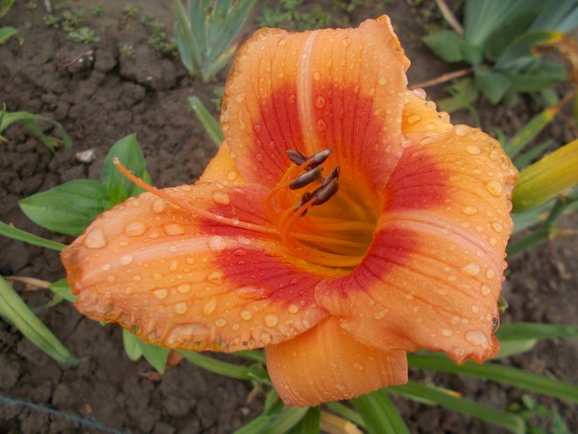  - Hemerocallis 2018