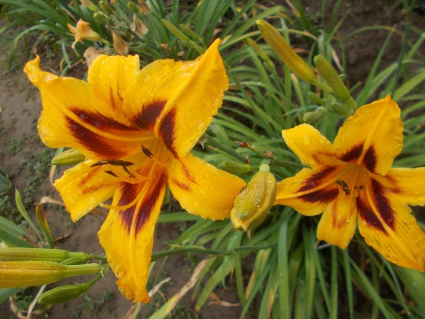  - Hemerocallis 2018