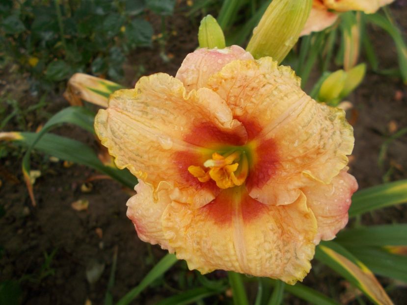  - Hemerocallis 2018