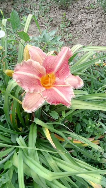  - 2018 Hemerocallisi