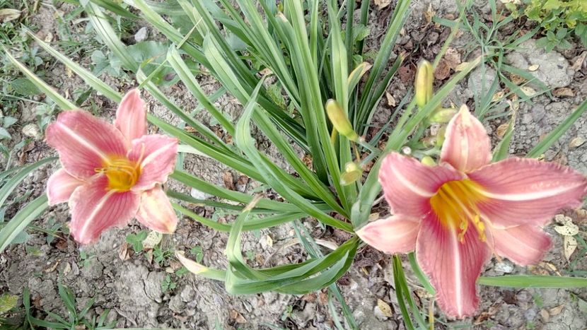 Pretty fancy - 2018 Hemerocallisi