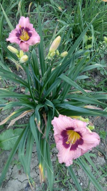  - 2018 Hemerocallisi