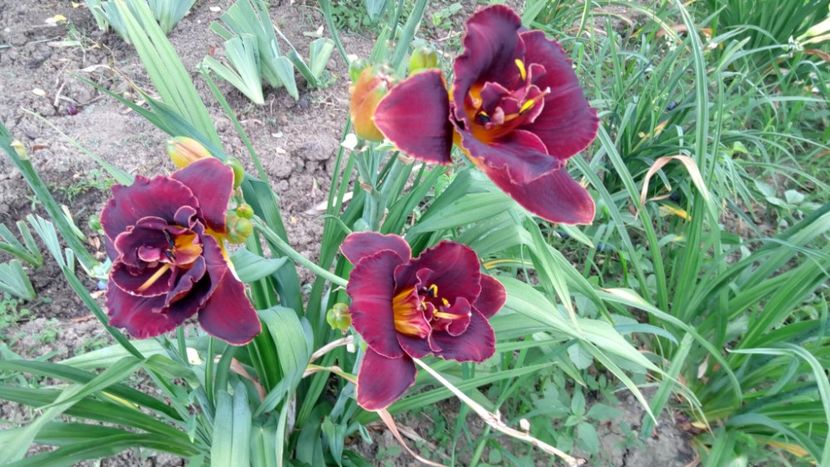  - 2018 Hemerocallisi