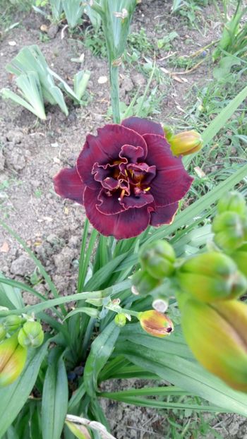  - 2018 Hemerocallisi