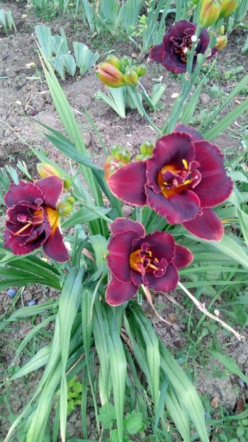 Night embers - 2018 Hemerocallisi