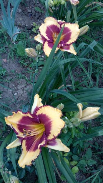  - 2018 Hemerocallisi