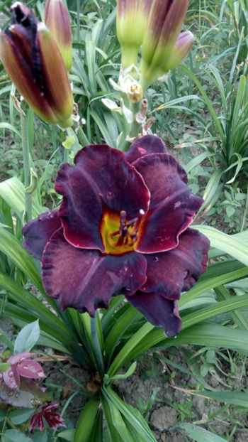 Diamant noir - 2018 Hemerocallisi