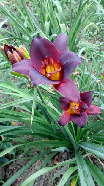 Voodoo dancer - 2018 Hemerocallisi