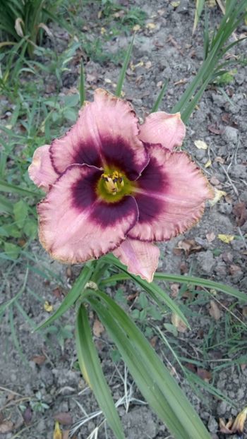  - 2018 Hemerocallisi