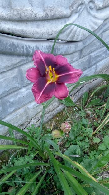  - 2018 Hemerocallisi