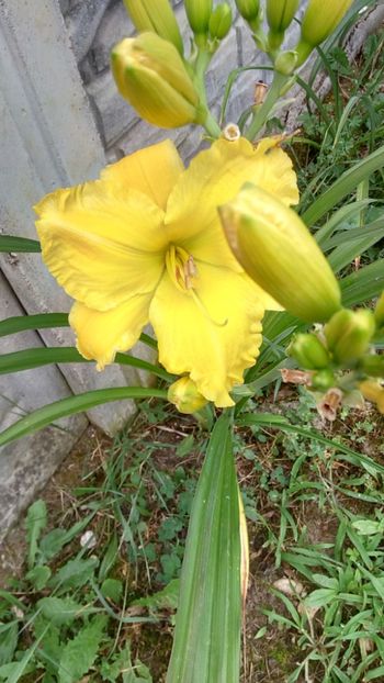 Hortensia - 2018 Hemerocallisi