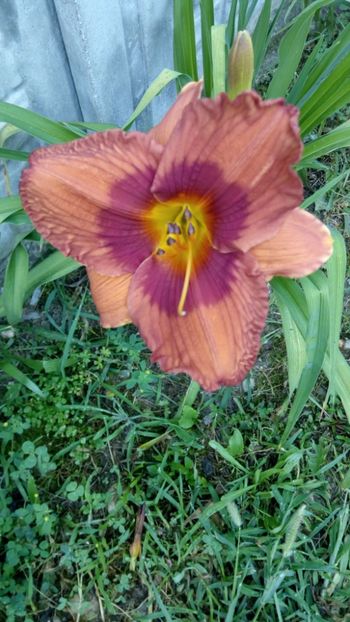  - 2018 Hemerocallisi