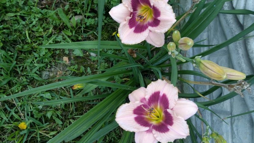  - 2018 Hemerocallisi