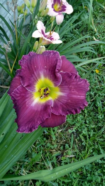  - 2018 Hemerocallisi