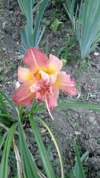  - 2018 Hemerocallisi