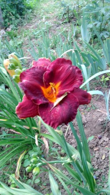  - 2018 Hemerocallisi