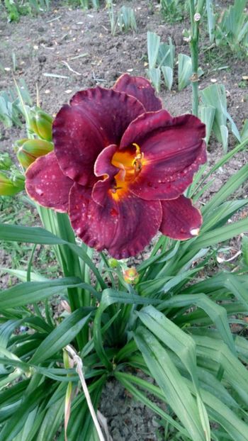  - 2018 Hemerocallisi