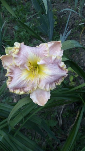 Bestseller - 2018 Hemerocallisi