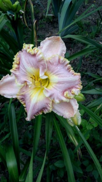  - 2018 Hemerocallisi