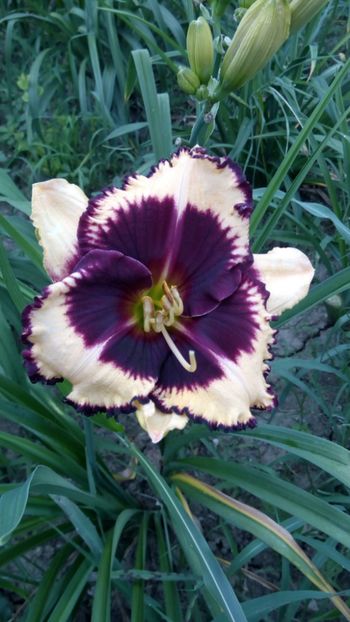  - 2018 Hemerocallisi