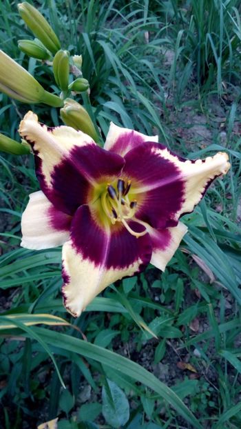  - 2018 Hemerocallisi