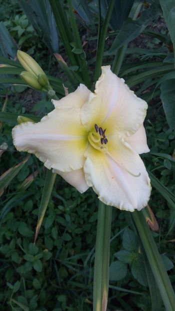  - 2018 Hemerocallisi