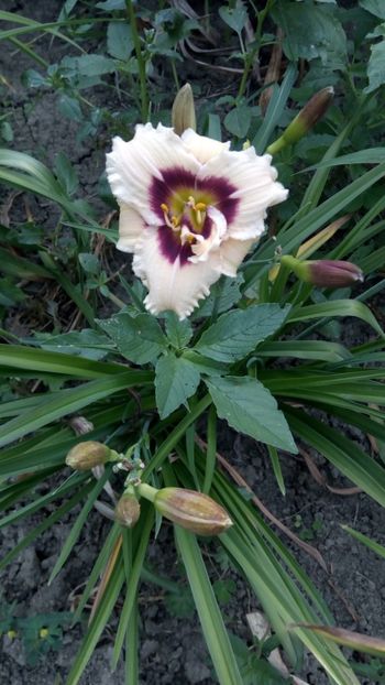  - 2018 Hemerocallisi