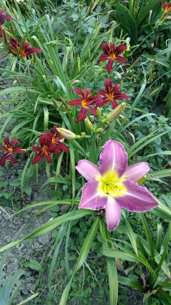  - 2018 Hemerocallisi