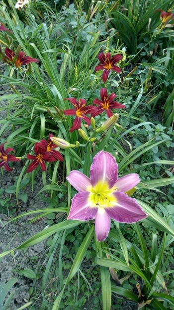  - 2018 Hemerocallisi