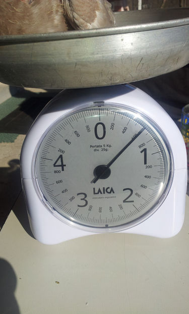  - 19 TEXANI PE CANTAR