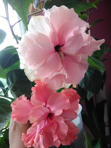  - Hibiscus 2015-2024